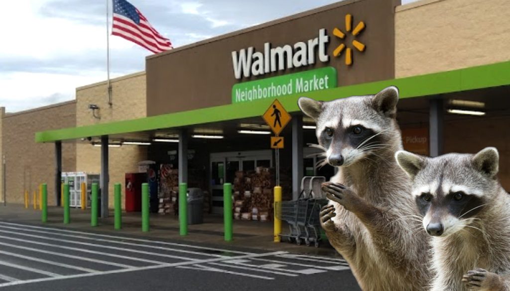 walmart_raccoons